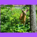Deer In Campsite.jpg